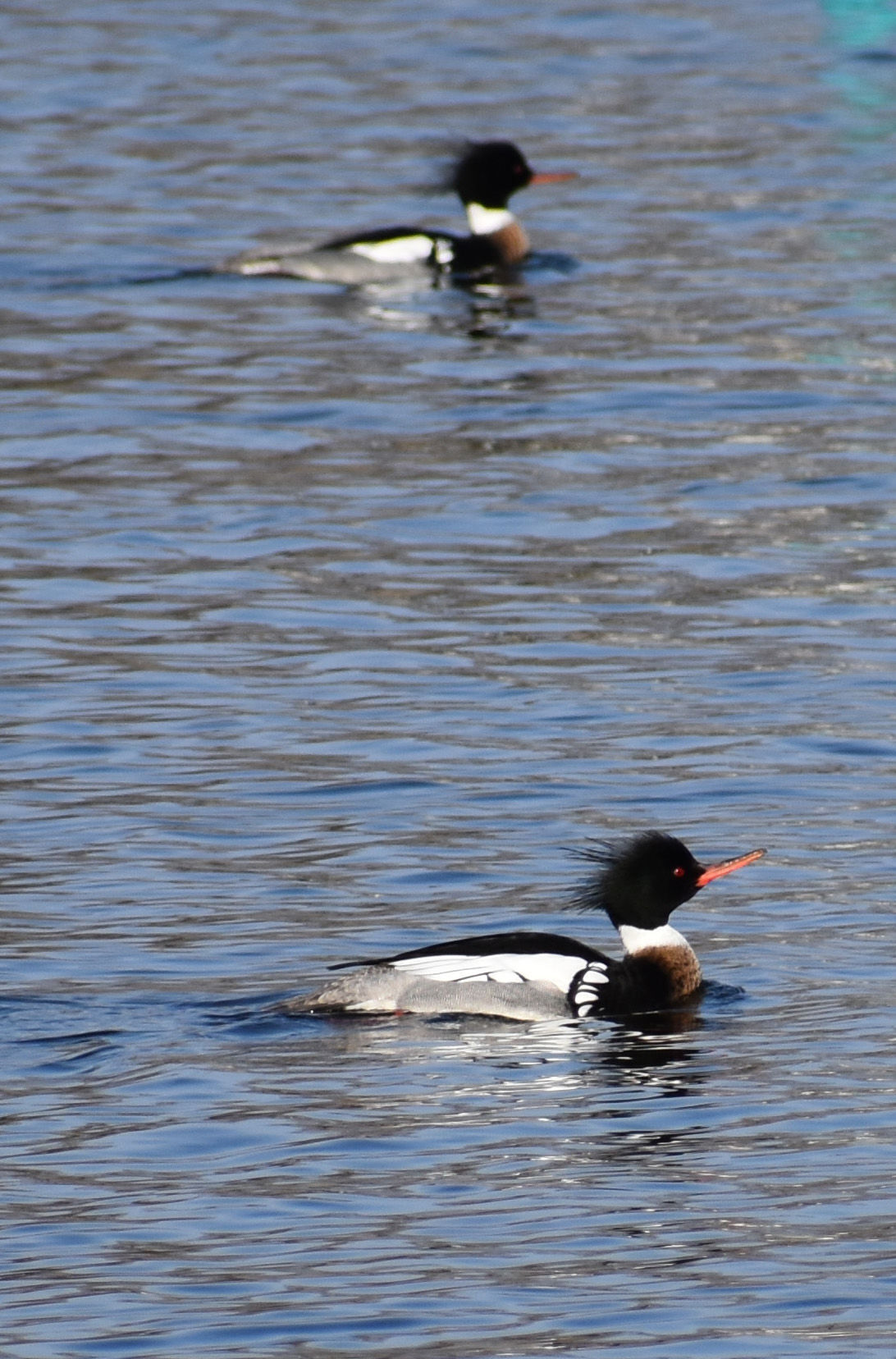 Merganser pair